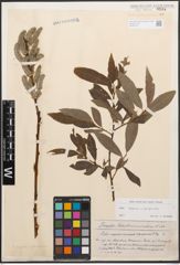 Foto von Salix caprea L. x Salix purpurea L.